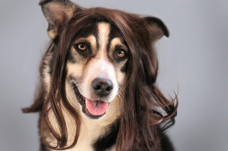 coiffure-POURCIEUX-min_dog-1776721